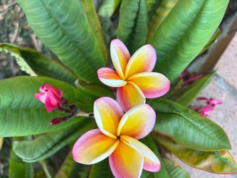Plumeria cuttings