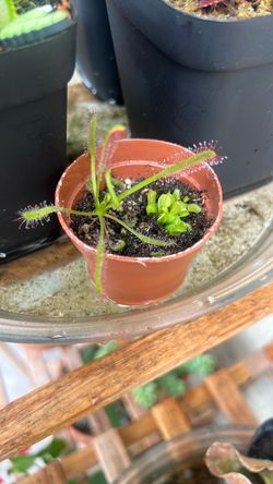 sundew and fly trap