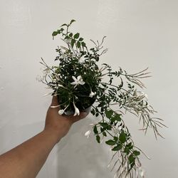 Jasmine plant