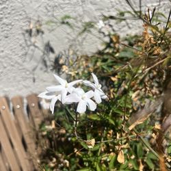 Jasmine Plant