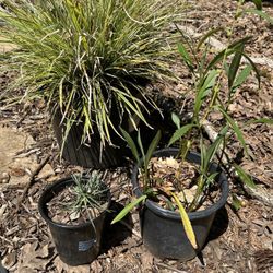 Douglas aster Dianthus Sedge Grass