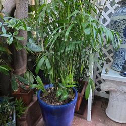 7ft Tall Parlor PALM