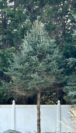 12 Foot Xmas Tree