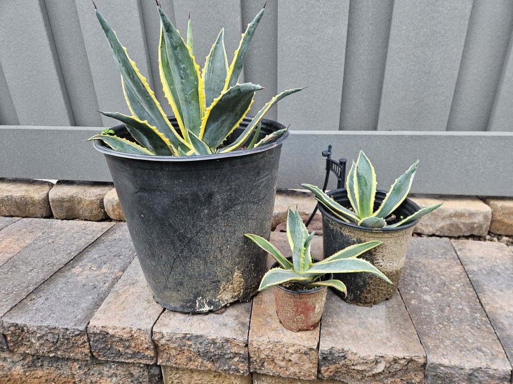 Agave Americana Century Plants, 3 Sizes