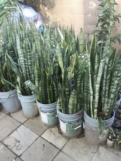 Cheap Clean Purifier Green Yellow Tigertail Mothertounge Sansevieria Plant Tree Flower