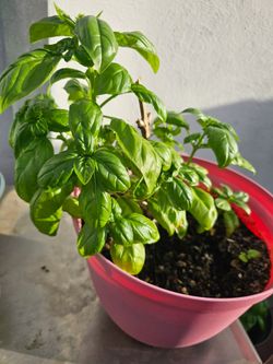 Albahaca en maceta // Basil plant