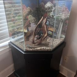 Fish Fans 