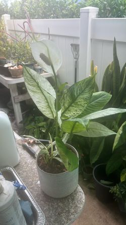 Varigated Peace Lily Senatation