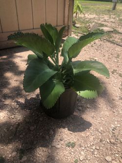 kalanchoe mala madre
