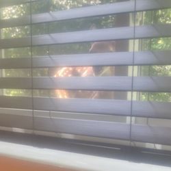 Blinds 