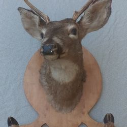 Deer Mount & Hide