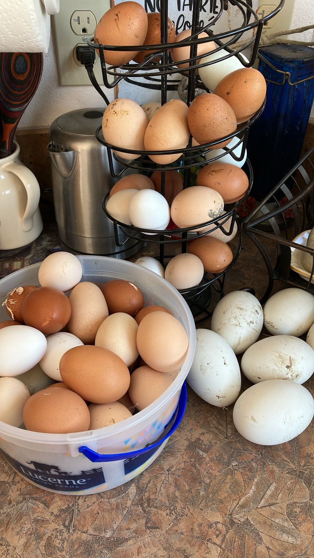 Chicken Eggs & Goose Eggs