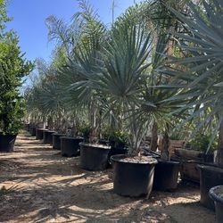 Bismarckia nobilis, silver Bismarck Palm tree 