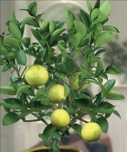 Grapefruit Trees