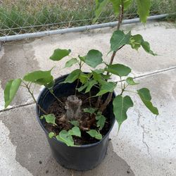 Ficus religiosa or Sacred fig or Flecha De indio