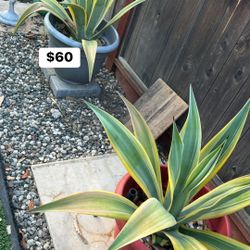Agave Plant 
