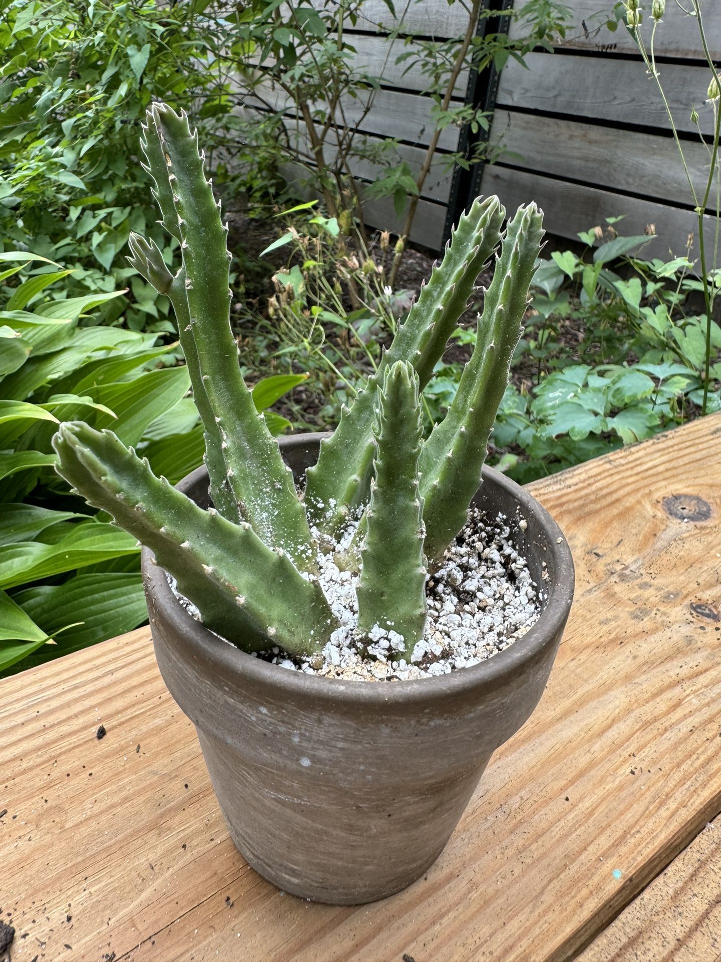 Zulu Giant Plant For Sale