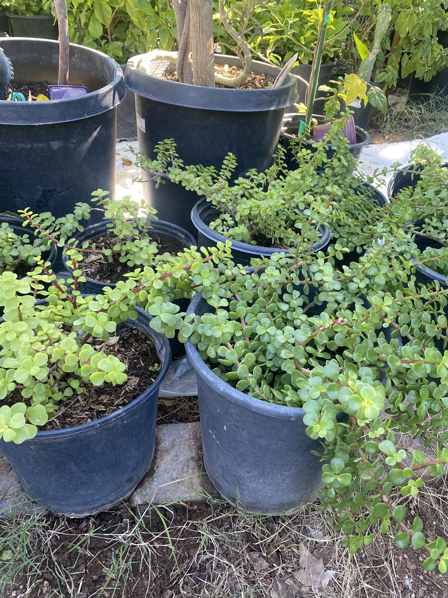 Planta De La Abundancia