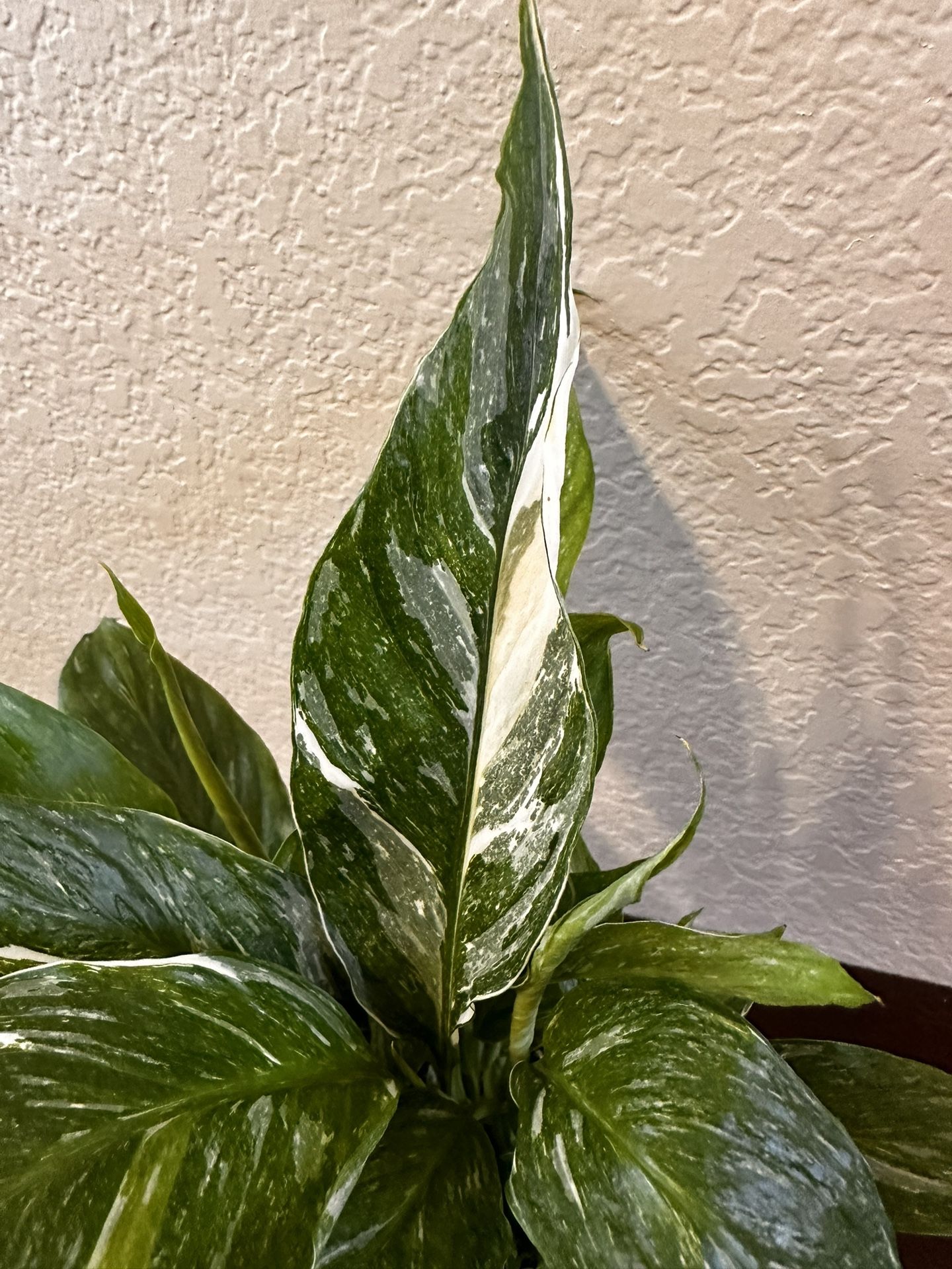 Live Variegated Peace Lily Plant With Ceramic Pot & Saucer (Please Read Full Description) 