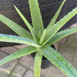 Organic ALOE VERA plant, healthy, green