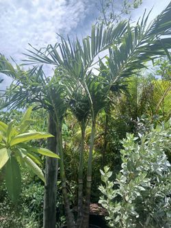 Christmas Palm Trees 25gl $120🌴