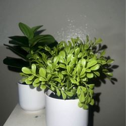 Take Both! $10 For Both Fake Plants 