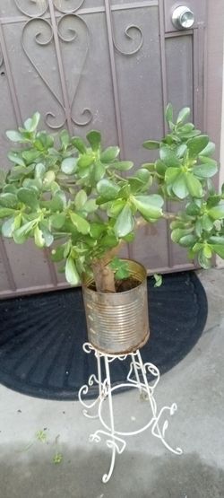 planta de jade
