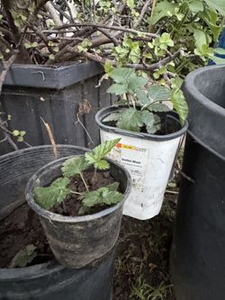 Blackberry Plant 🪴 2 Available $10 Each