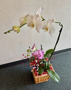 36” Tall LIVE Orchid Arrangement in Basket