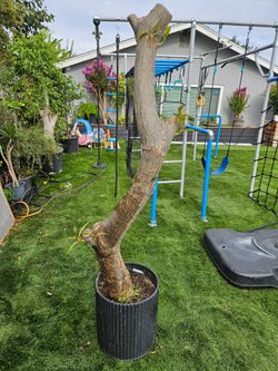 Old Plumeria Bonsai Tree