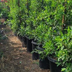 Indian Laurel