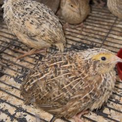 Quail For Sell