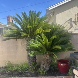 Sago Palm