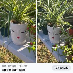 Spider Plant