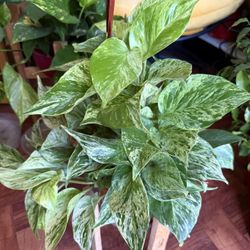 🌿Super Gorgeous,Very Healthy ♥️MARBLE QUEEN🙏PLS READ DESCRIPTION 