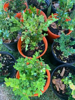 Small Green Mountain Boxwood Plants