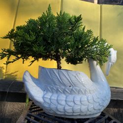Bonsai Plant For Sale $50 Each