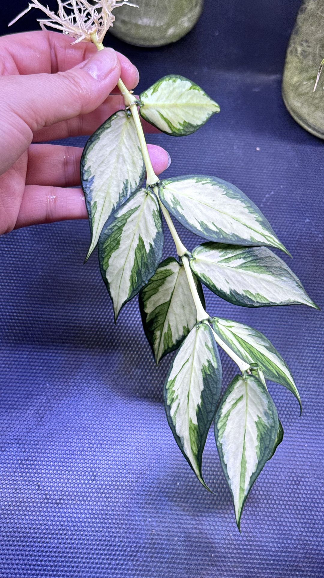Hoya Polyneura Inner Variegated