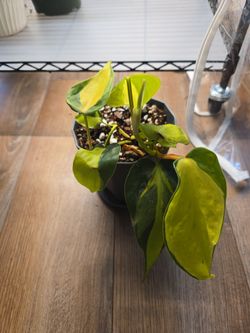 Philodendron Brasil