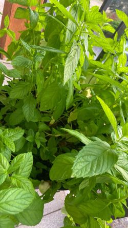 Spearmint Plant(Medium)