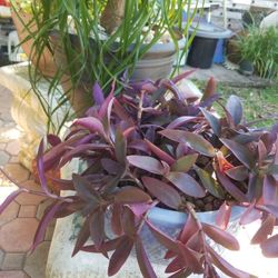 BIG  12" ROUNDED PORCELAIN POT