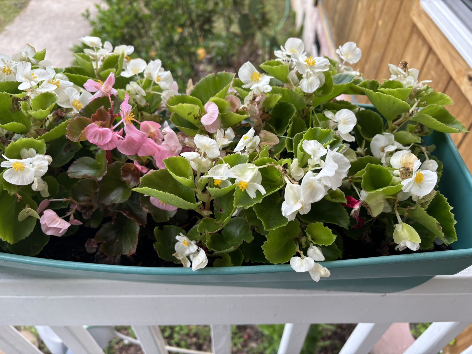 Fibrous Begonia Plant (tricolor)
