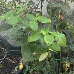 Rose Flower Plant In 5 Gallon Pot