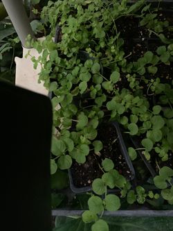 Creeping jenny plant