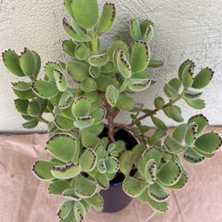 Cotyledon Tomentose Bear's Paw Plant