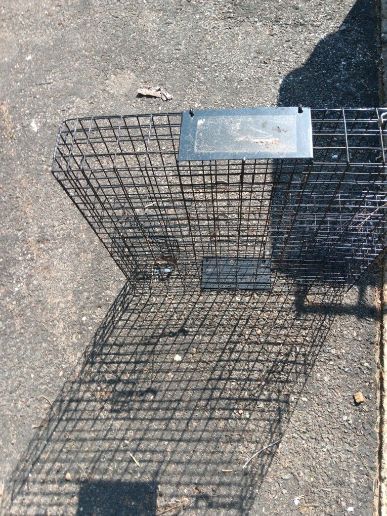 Live Squirl Trap
