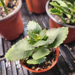 Houseplant Succulent In 3 Or 4 Inch Pots