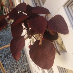 Purple Smoke Tree