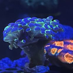 Hammer Coral 