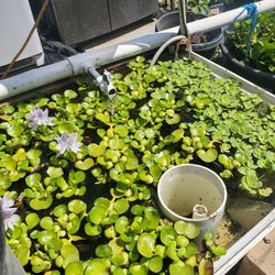Live Pond Waterlily